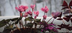 3 häufige Fehler in der Pflege für Topfblumen Winter