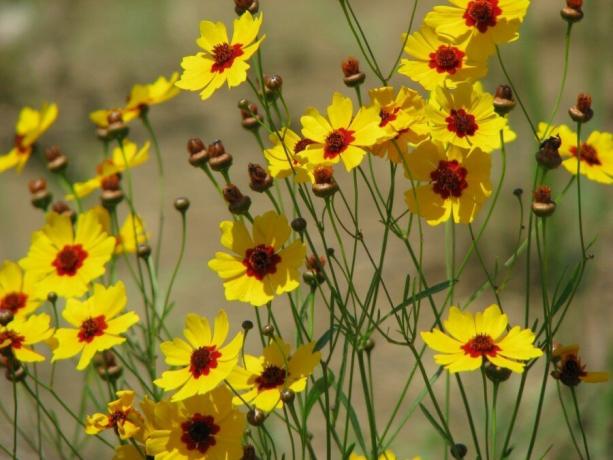 Coreopsis kurze Version: einfach und geschmackvoll