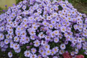 Blumenbeet „extended Sommer“: 7 beste Herbstfarben