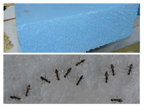 Ameisen, wie Nagetiere, nicht verschmähen Schaum