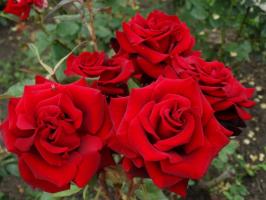 5 Schritte sorgfältige Vorbereitung von Rosen im Garten zu Winterfrost und im August