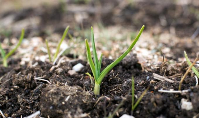 Aufgestiegenen Knoblauch im Herbst - ist keine Seltenheit bei den Katastrophen des 21. Jahrhunderts. Foto zum Artikel entnommen aus ineternet