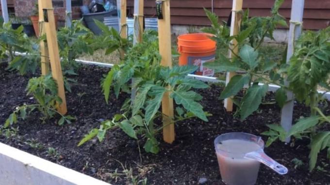 Die Verwendung der Hefe-Fütterung auf dem Tomatengarten