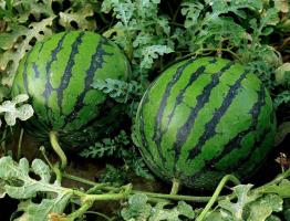 Melon Feld im Zentrum: Wie wachsen rot und süße Wassermelone