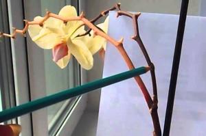 Wie die Orchidee trimmen nach der Blüte und ob