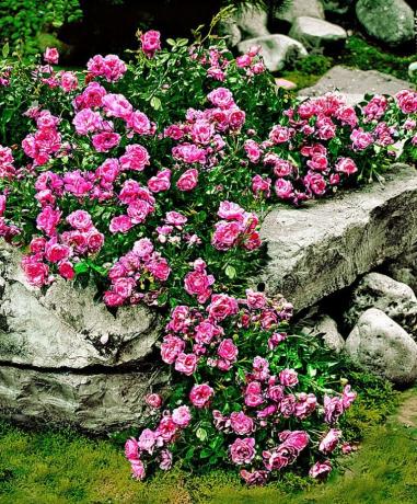 Teppich Rose und Steine ​​- eine schöne und ungewöhnliche Kombination
