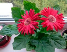 5 beste Zimmerpflanzen für ein helles, sonnigen Fenster, ohne die Launen
