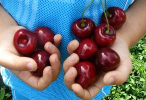 Cherry - die meisten großfrüchtigen und kältebeständige Sorten.