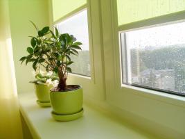 Pflanzen im Inneren der Wohnung: Feng Shui Tipps