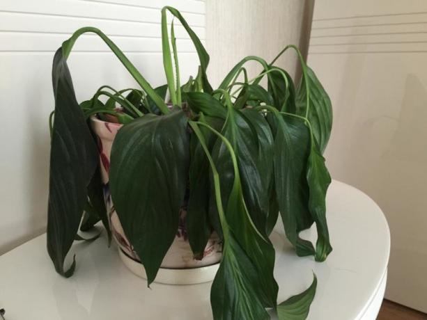 Gut gefüllt Spathiphyllum