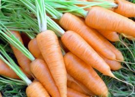 Weichen Sie die Samen von Karotten. Germination raise das 1,5fache