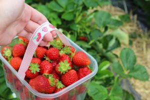 Viele Schnurrbart und Beeren nicht: wie die Erdbeeren beeinflussen