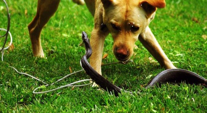 Einige Rassen von Hunden haben keine Angst, mit einer Schlange in einen Kampf einzutreten