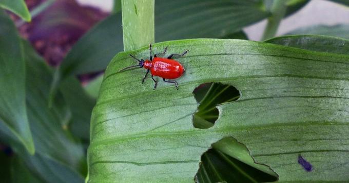 Hallo, ich bin - Käfer treschalka und ich werde essen Ihre Pflanzen! Foto Feind: tonilelandgardengate.blogspot.com