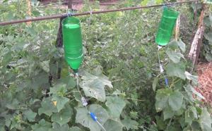 Wie das Wasser für die Bewässerung des Gartens in der Hütte sparen: Secrets of Bewässerung