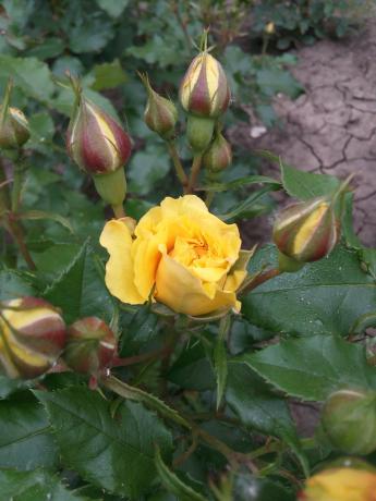 Mein Liebling gelbe Rose im Garten Kübel