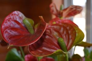 6 Geheimnisse Pflege Anthurien ( "male Glück"). Ich habe helle Blumen das ganze Jahr über