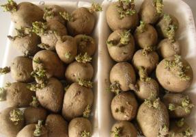 April - zu keimen Kartoffeln beginnen, um eine hohe Ausbeute zu produzieren.