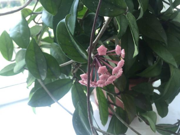 New Hoya gebildet Knospen nach Ihrer Zimmerpflanzen Rizinusöl Fütterung