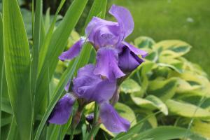 Wie für Iris im Garten kümmern nach + Pflanzenschutzkriterien der Blüte