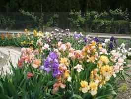 Frühling - Zeit der Iris (Iris) im Land zu erinnern: 7 wertvolle Tipps