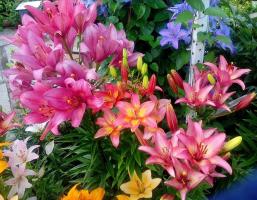 Warum Lilie Blumen auf flache oder wie Abfahrt beheben