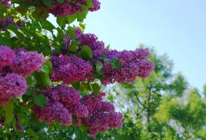 Wie soll ich für die lilacs Pflege nach der Blüte. Und im nächsten Frühjahr wird eine Schönheit sein!
