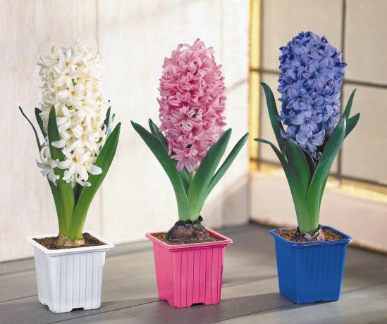 Hyacinth - eines der Symbole waren gekommen Frühling! Ausblick: http://www.xcom-hobby.ru