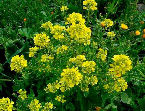Mustard white - meine Lieblingsgründüngung. Ja, es ist weiß. Dies ist der botanische Name der Pflanze. Fotos, die mit wiki.agro-sales.ru