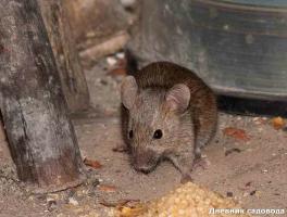 Loswerden von Mäusen und Ratten im Land