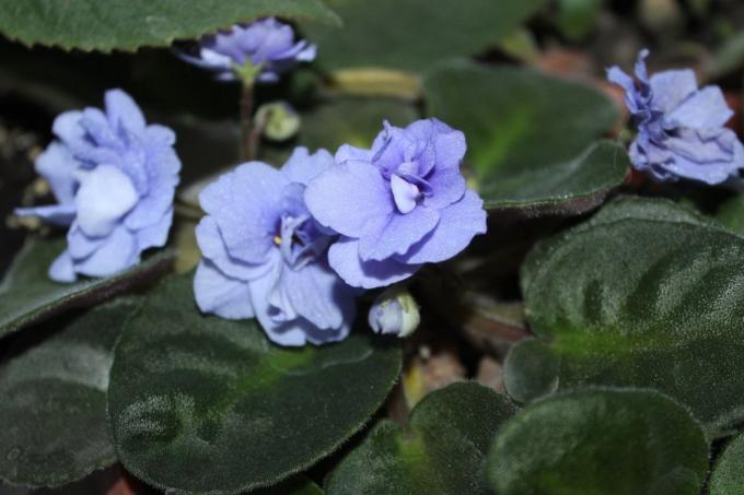 Veilchen (Saintpaulia uzambarskie) - schöne und zarte Blüten der Familie Gesneriaceae