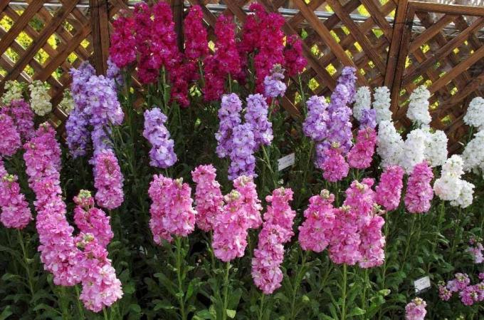 Ausblick: http://alena-flowers.ru. Levkoy Frottee grau. Andere Arten mit weniger schönen Blüten sind „wilde Orchidee“ für den hellen Geruch nach Sonnenuntergang genannt