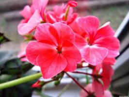 6 schöne und robuste beständige Blumen (Teil 2)