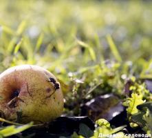 3 Herbst Fehler, der sogar Gärtner erfahren