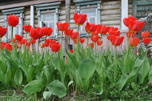 Warum Tulpen blühen sie nicht (einige Blätter!) Und wie man es beheben