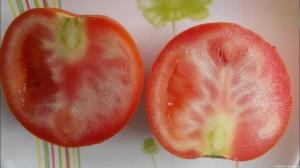 Warum wachsen Tomaten mit weißen Adern, und was zu tun ist