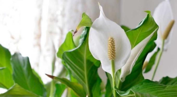 Blume Spathiphyllum - shishechka und weiß - ein blatt bract