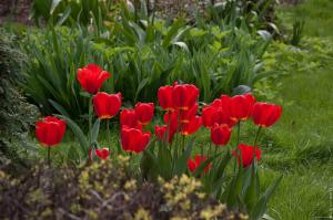 Die Nuancen der Herbstbepflanzung der Tulpen: Anfang des Frühlings im September