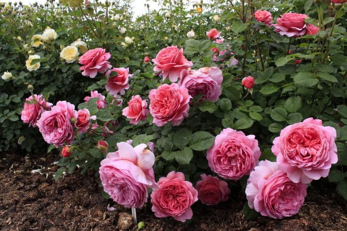 Exquisite Schönheit gepflegten Rosen! Fotos von avatars.mds.yandex.net