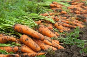 Karotten gut werden 7 saubere Regeln gehalten