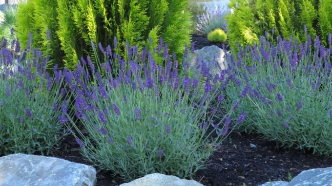 Englisch Lavendel im Garten