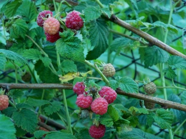 Im rechten Himbeersträucher Beeren bedeckt die Sonne, und nicht im Busch verloren gehen