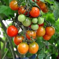 Wasserstoffperoxid - dressing für Tomaten