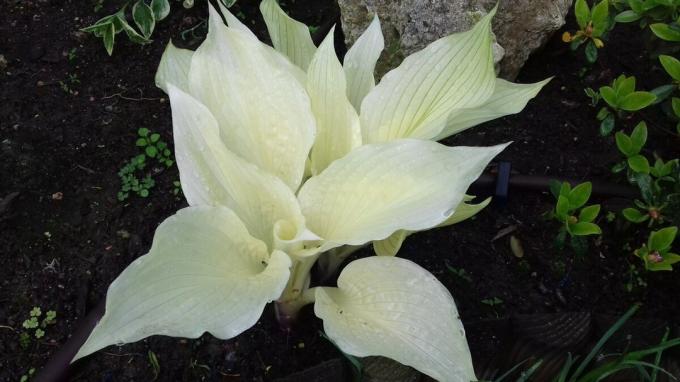 Eine ungewöhnliche Sorte hosts „Weiße Feder“. Bewertungen sagen, dass die Pflanze kapriziös und in seiner Erscheinung Blätter üben viel zu wünschen übrig