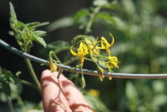 Die Technologie der künstlichen Bestäubung von Tomaten erhöht die Ausbeute in Zeiten! (Foto von fb.ru)