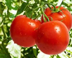 Ausgezeichnete Tomatenpflanztechnik für Setzlinge vor dem Winter.