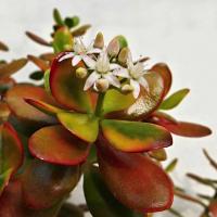 Crassula Ovate: besondere Sorgfalt gut aussehend