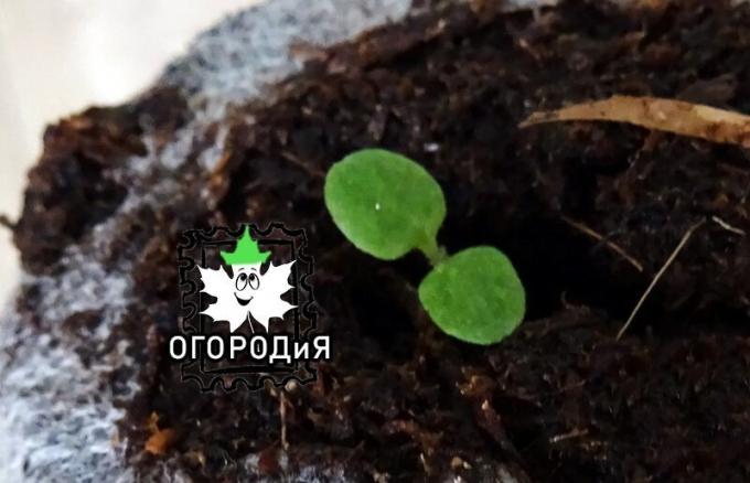 Petunia in Torf-Tablette von körnigen Samen aufgegangen