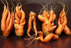 Karotten angebaut Kurve und hässlich, warum es passiert ist und wie es zu vermeiden.