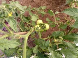 3 Möglichkeiten Fettung Tomaten zu beheben